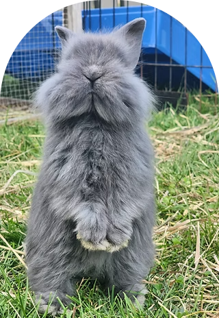 Silly Billy Silkies